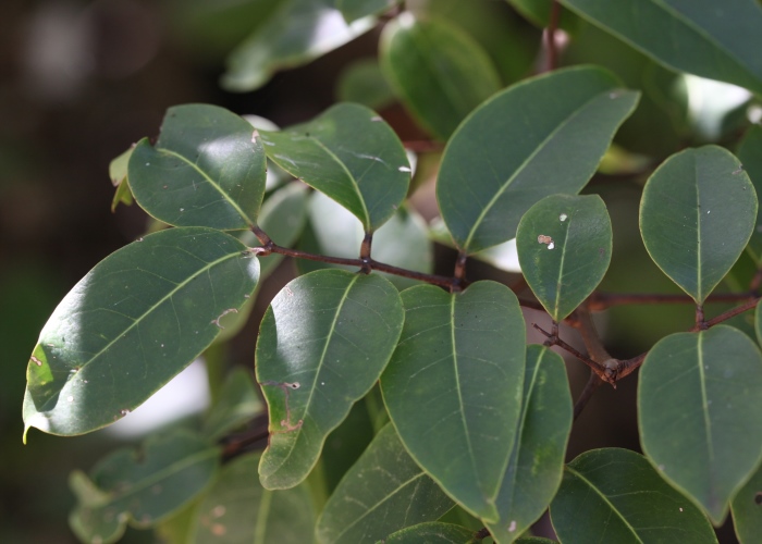 Australian Mangroves Meliaceae